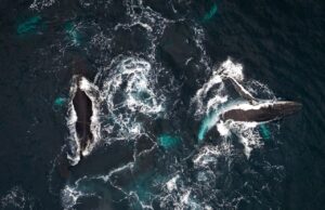 Gli scienziati dicono che abbiamo sbagliato il canto delle balene