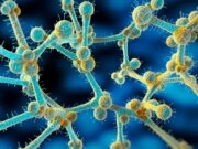 Un fungo mortale e resistente ai farmaci minaccia le persone in tutto il mondo, avvertono gli scienziati