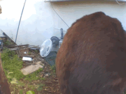 L’orso rimane sotto casa in California dopo settimane di tentativi di rimozione falliti