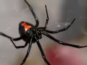 Tentativo estremo di “sballarsi”: la donna si inietta il veleno della vedova nera e finisce in terapia intensiva