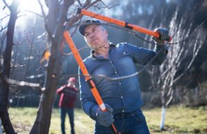 Strumenti indispensabili per il giardino invernale: motoseghe, spazzaneve e strumenti per sciogliere il ghiaccio adatti agli animali domestici