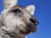 Lanciata la ricerca con droni per wallaby in fuga nel New Jersey che può raggiungere i 35 mph: “Saltano”