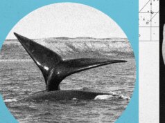 È in corso il child growth della balena franca nel Nord Atlantico, ma la specie resta a rischio