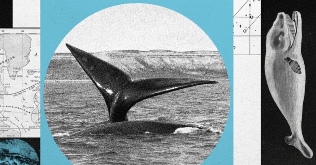012726_Right-Whales.jpg