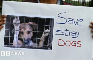 Lo stato indiano indaga sull’uccisione di centinaia di cani randagi