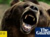 Recensione di Grizzly Evening: gli animali attaccano nel thriller da campeggio di orsi ribelli e adolescenti ribelli