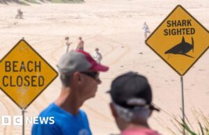 Uomo gravemente ferito nel terzo attacco di squalo a Sydney in due giorni