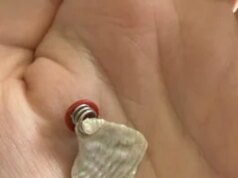 Frammento di conchiglia trovato dotato di una strana etichetta scatena un mistero su Web