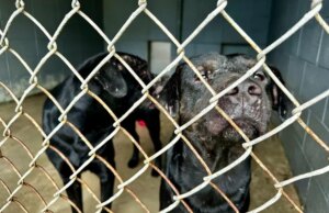 È in corso una corsa per salvare circa 200 cani dalla proprietà del Mississippi prima che colpisca la tempesta