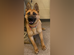 Funzionari federali affermano che gli agitatori anti-ICE “inseguono i cani” dopo l’incidente al canile di Minneapolis