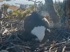 L’uccello nazionale americano depone il secondo uovo nel famoso nido della California mentre la stagione di nidificazione continua