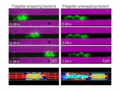 Come un microbo si fa strada attraverso l’intestino di un insetto: è più strano di quanto pensi