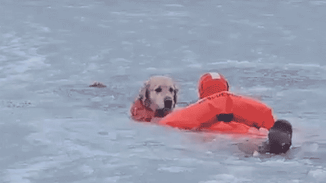 golden-retriever-rescue.gif