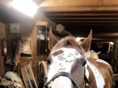 Il progetto equestre nordico chiede ai cavalli se vogliono coperte o no