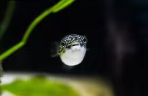 Il mistero dei cerchi nel grano sottomarini del Giappone risulta essere un segnale di accoppiamento di questo piccolo pesce