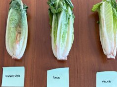 Stai pensando di utilizzare le borse per prodotti alimentari? Ne ho testati 3 per vedere se funzionano davvero