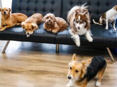 Il robotic AI porta cura emotiva agli animali domestici