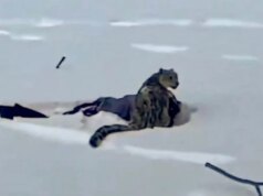 Uno sciatore subisce un brutale massacro dopo essere passato a meno di 3 metri dal leopardo delle nevi per foto e video