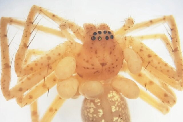 spider-with-mites-1280x853.jpg