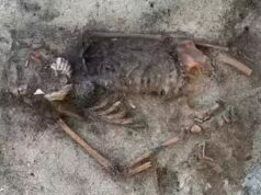 La Svezia riporta alla luce un cane di 5.000 anni sepolto con un pugnale, indizio di un trattamento d’élite