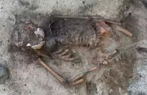 La Svezia riporta alla luce un cane di 5.000 anni sepolto con un pugnale, indizio di un trattamento d’élite