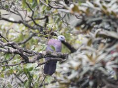 I cambiamenti climatici potrebbero limitare la disponibilità di habitat per gli uccelli dei Ghati occidentali come il colombaccio di Nilgiri, avvertono i ricercatori