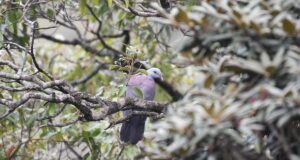 I cambiamenti climatici potrebbero limitare la disponibilità di habitat per gli uccelli dei Ghati occidentali come il colombaccio di Nilgiri, avvertono i ricercatori