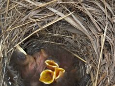 Come il Bluebird Path aiuta la conservazione a prendere il volo