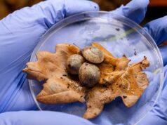 Un tempo si temeva che queste piccole lumache fossero estinte. Ora, dicono gli scienziati, “stanno andando in modo assolutamente brillante”