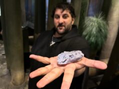 L’antico animale scoperto sull’isola di Cape Breton potrebbe essere uno dei primi erbivori, suggerisce lo studio