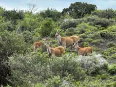 Animali africani: sauriez-vous les reconnaître?