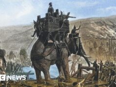L’osso antico potrebbe rivelarsi la leggendaria traversata delle Alpi da parte degli elefanti da guerra