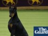 Il doberman di nome Penny prende il meglio dello spettacolo di Westminster in onore di Catherine O’Hara