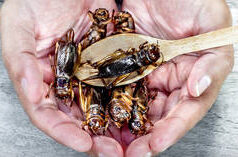 La Spagna accusa Italia e Germania di “minare la solidarietà dell’UE” – media