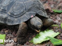 Le tartarughe giganti ritornano sulle isole Galápagos dopo quasi 200 anni