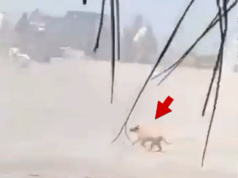 Cane coinvolto nel fuoco incrociato di una massiccia sparatoria a Puerto Vallarta, in Messico