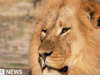 Lion DNA aiuta a condannare i bracconieri per la prima volta