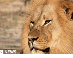 Lion DNA aiuta a condannare i bracconieri per la prima volta