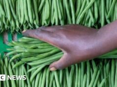 Come due aziende agricole in Senegal forniscono molte delle verdure del Regno Unito
