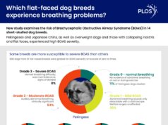 Non si tratta solo di carlini: un nuovo studio identifica le razze di cani advert alto rischio di problemi respiratori