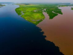 Il più grande deposito di carbonio terrestre della Terra ha causato una perdita inquietante