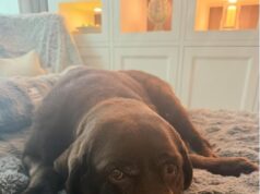 Ant McPartlin è “devastato” quando l’amato cane Hurley viene soppresso