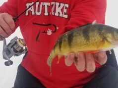 25 trucs pour capturer encore plus de perchaudes sous la glace