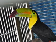 Il tucano visto volare per Las Vegas per mesi viene salvato