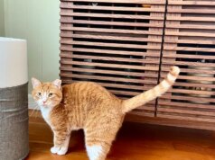 Questo purificatore d’aria è un should per i genitori di animali domestici e offre uno sconto fino a $ 70 per il Giorno dei Presidenti