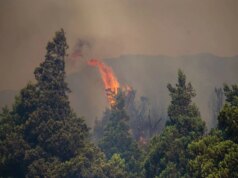Mentre la Patagonia brucia, il mondo potrebbe perdere alcuni dei suoi alberi più antichi