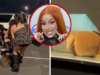 La rissa al concerto di Cardi B termina con un scorching canine lasciato sul cofano dell’auto di un passante, in video