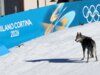 Il cane si schianta nella gara dash della squadra olimpica femminile e taglia il traguardo in un momento caotico