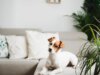 7 piante d’appartamento adatte agli animali domestici e sicure per cani e gatti