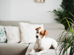 7 piante d’appartamento adatte agli animali domestici e sicure per cani e gatti